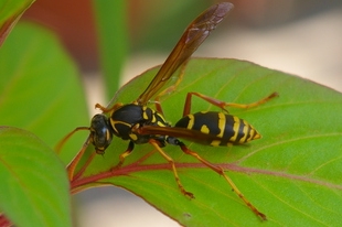 フタモンアシナガバチの成虫
