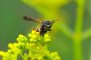 フタモンアシナガバチの成虫2