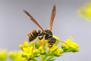 フタモンアシナガバチの成虫4