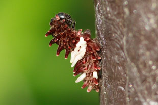 ジャコウアゲハの幼虫