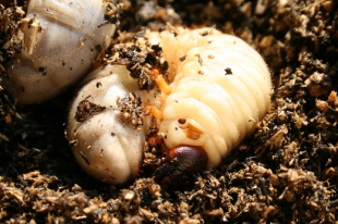 カブトムシの幼虫の写真