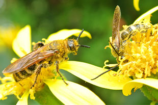 キンケハラナガツチバチの成虫1