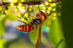 コガタスズメバチの成虫1
