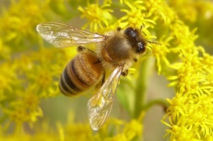 ニホンミツバチ1