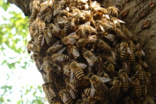 ニホンミツバチ2