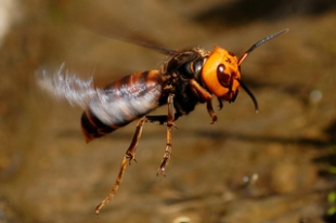オオスズメバチの幼虫