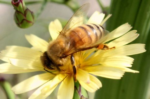 セイヨウミツバチ2