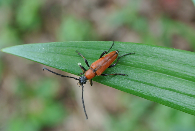アカハナカミキリ | 昆虫図鑑
