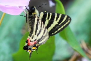 【1ペア】ギフチョウ（滋賀県、岐阜県産） 1ペア】ギフチョウ（滋賀県、岐阜県産） 昆虫用品