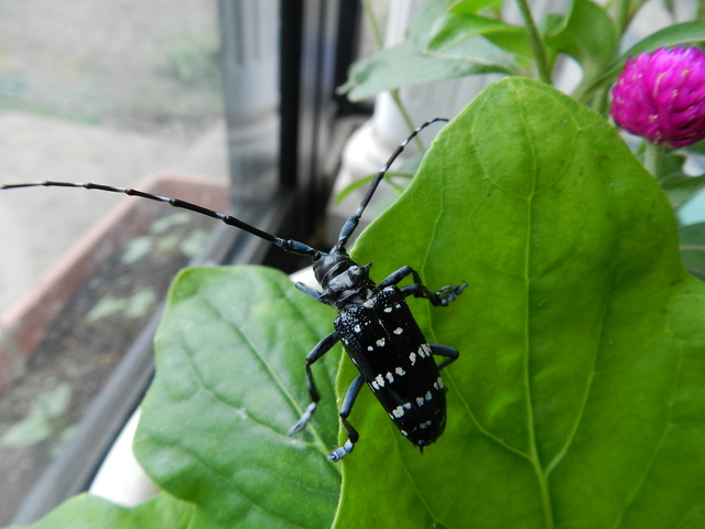 ゴマダラカミキリ | 昆虫図鑑