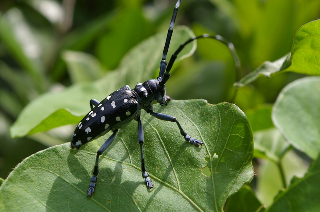 ミャンマー産ゴマダラカミキリ ゴマダラカミキリ White-spotted Longicorn Beetle - 水元公園の