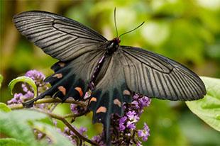 ジャコウアゲハ | 昆虫図鑑