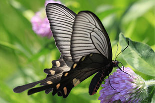 ジャコウアゲハ | 昆虫図鑑