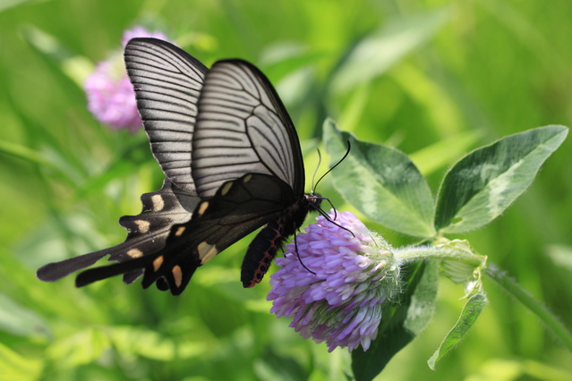 マエオビジャコウアゲハ マエオビジャコウアゲハ ジャコウアゲハ族のページ：リスト1