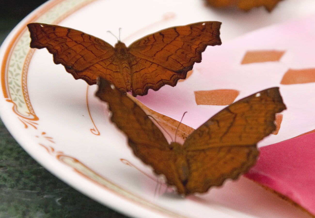 アカタテハ | 昆虫図鑑