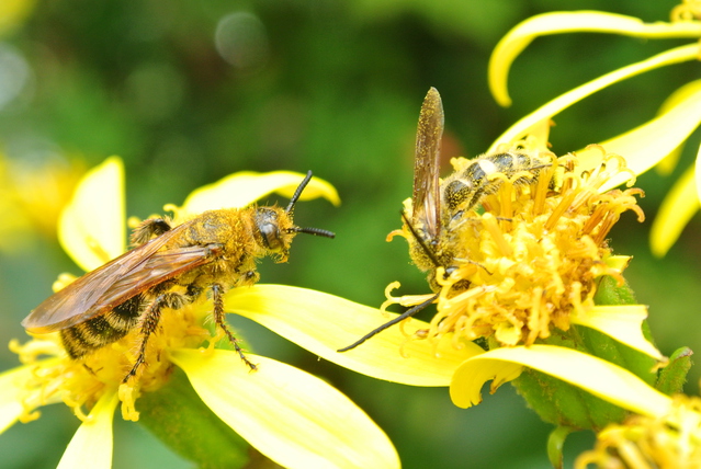 はなはなはち キンケハラナガツチバチ | 昆虫図鑑