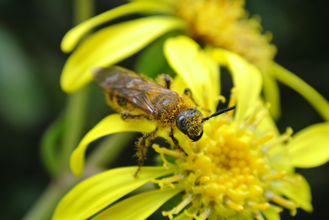 キンケハラナガツチバチ | 昆虫図鑑