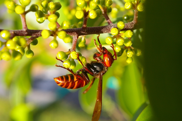 コガタスズメバチ | 昆虫図鑑