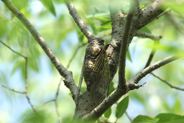 クマゼミ | 昆虫図鑑