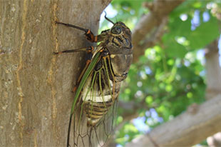 クマゼミ | 昆虫図鑑