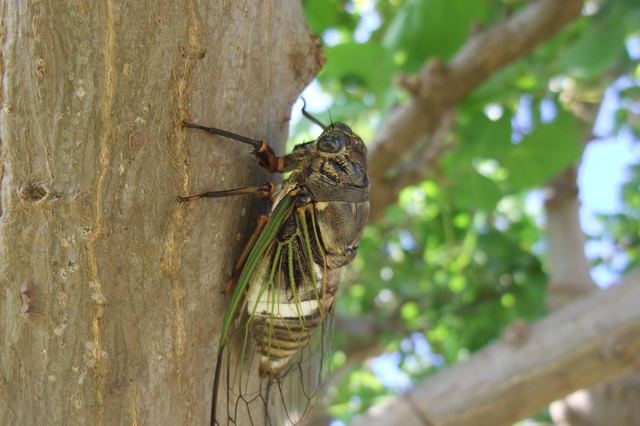 クマゼミ | 昆虫図鑑
