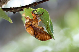 クマゼミ | 昆虫図鑑