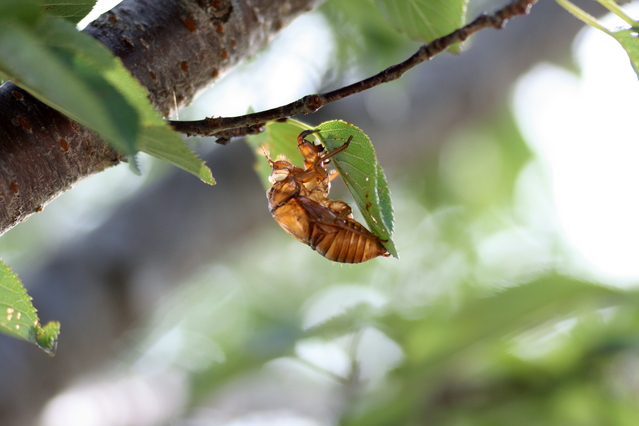 クマゼミ | 昆虫図鑑