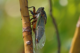 ミンミンゼミ | 昆虫図鑑