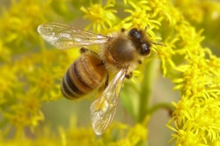 ニホンミツバチ | 昆虫図鑑