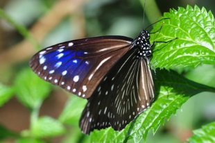 ツマムラサキマダラ | 昆虫図鑑