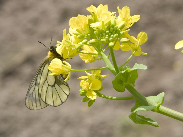 ウスバシロチョウ | 昆虫図鑑