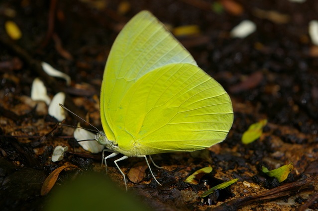 ウスキシロチョウ|昆虫図鑑
